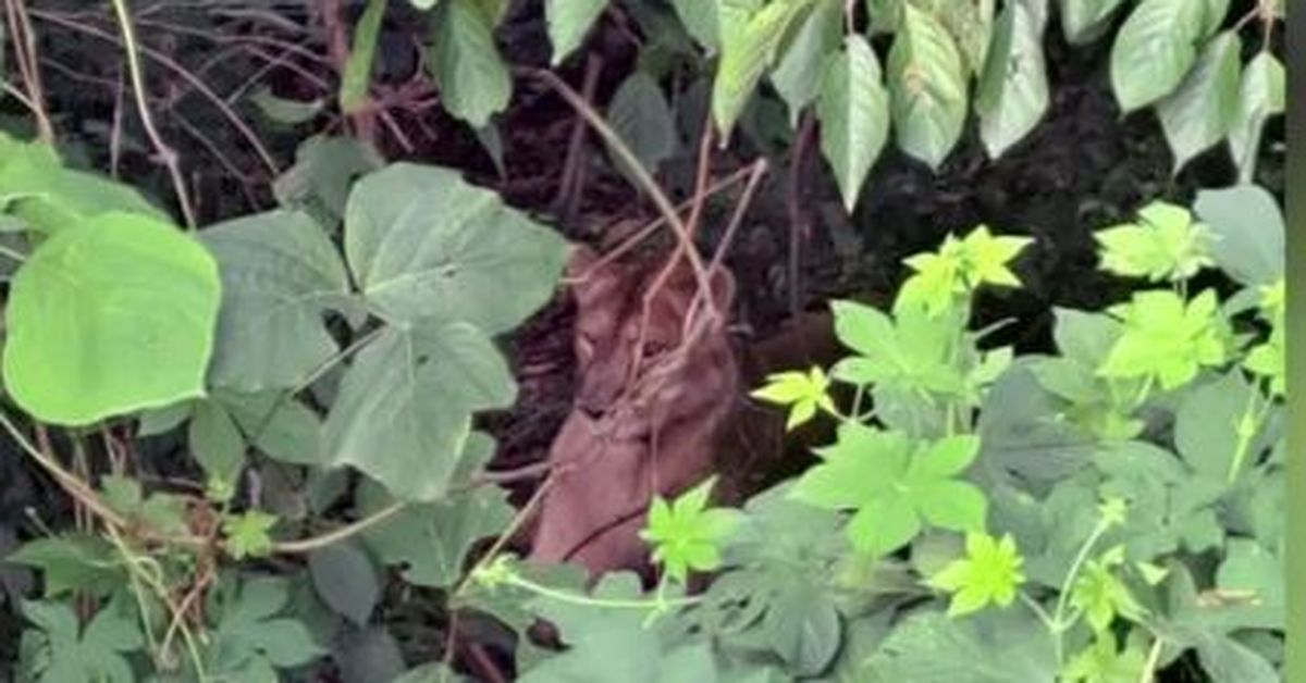 멸종위기 암사자, 한국 농장 탈출 후 사살