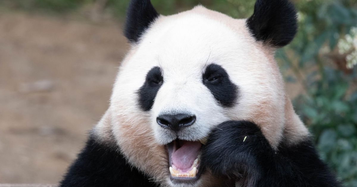 사랑받는 연예인 판다가 중국으로 향하자 한국인들은 애도하고 있다.