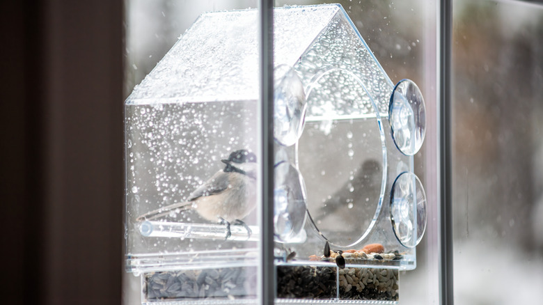 집 창문에 새 피더를 닫습니다