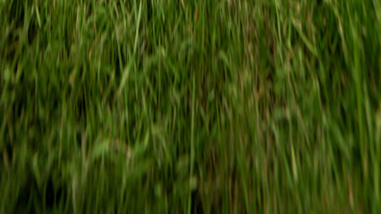 백그라운드에 비 구름이있는 잔디밭의 전기 모어