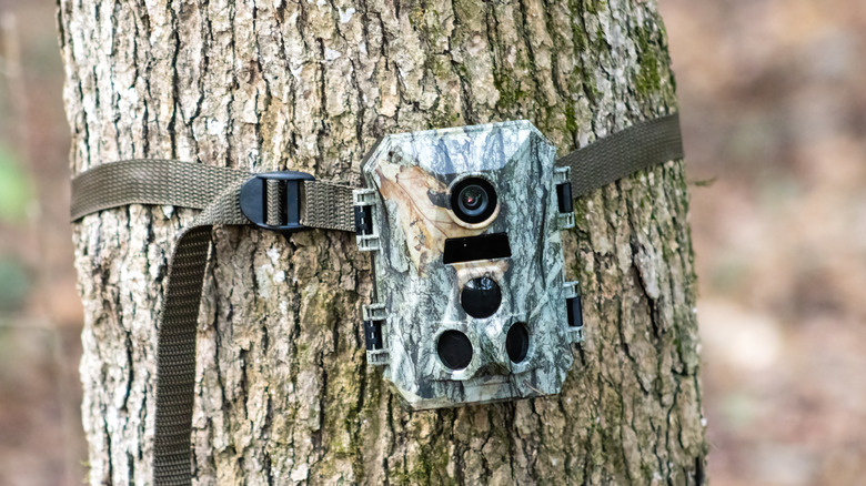 카모 채색으로 스트랩으로 나무에 부착 된 트레일 카메라