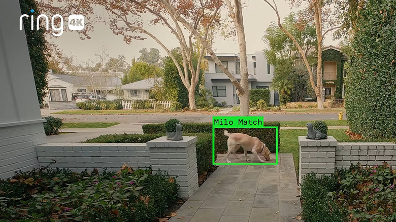 잃어버린 개를 식별하는 링 카메라의 그림