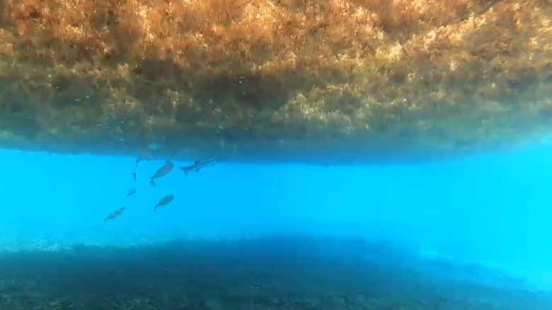 바다에 떠 있는 갈색 해초