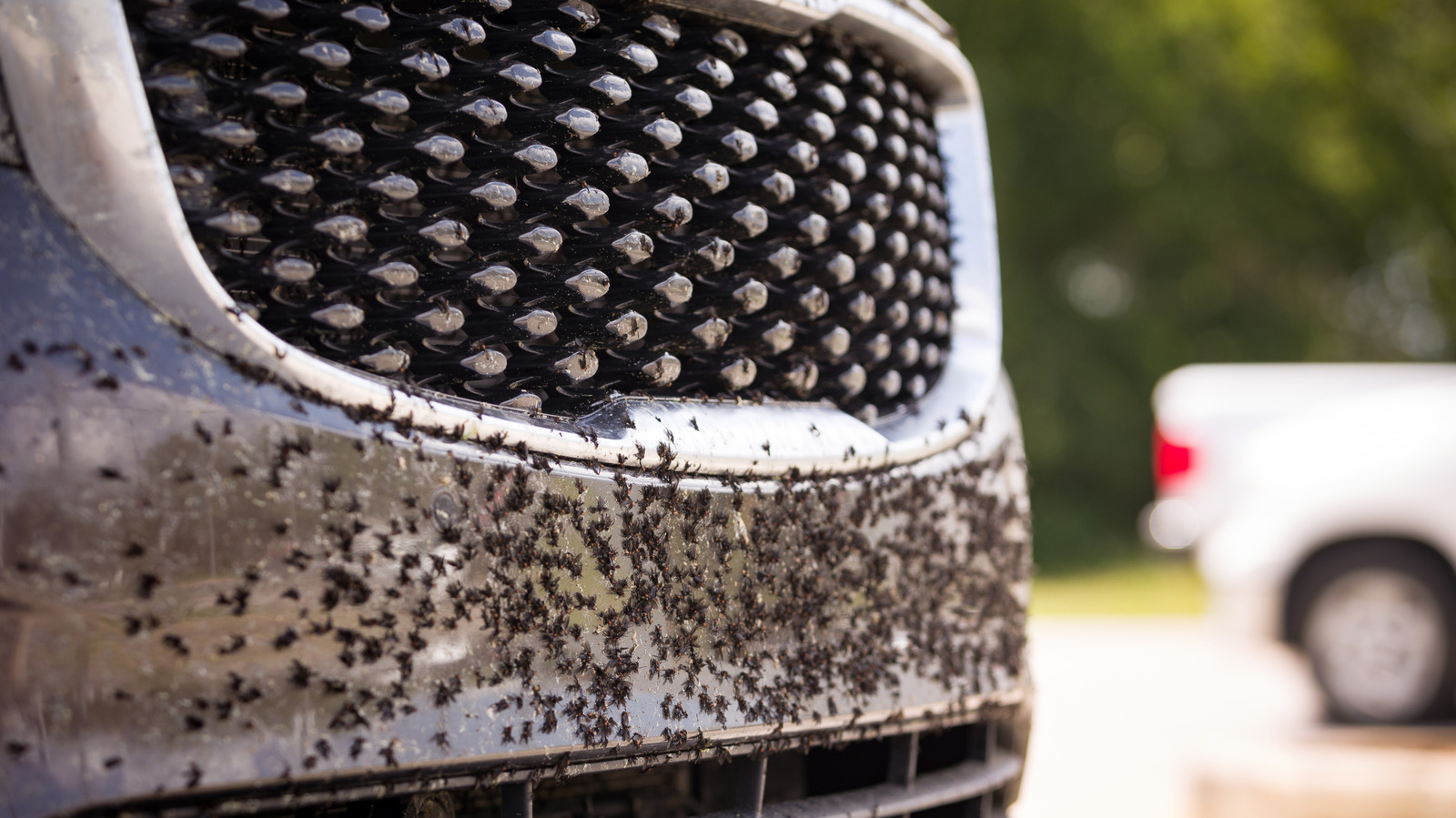 스타일에 관계없이 자동차 그릴을 올바르게 청소하는 방법