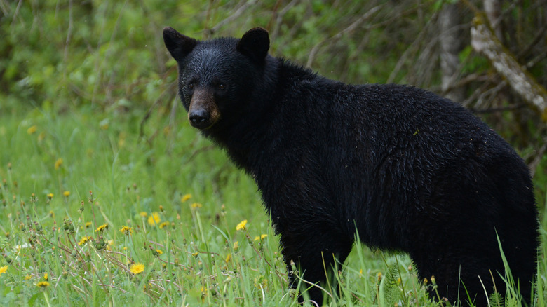 노란 꽃이 있는 풀밭에 있는 흑곰