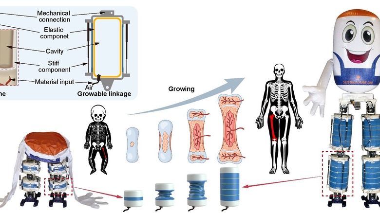 GrowHR 다리가 인간의 뼈와 성장을 모방하는 방법